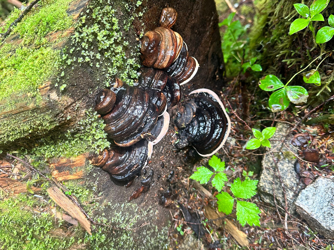 Tongass National Forest-凯奇坎必去景点