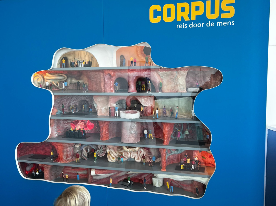 CORPUS 'journey through the human body'-乌赫斯特海斯特必去景点