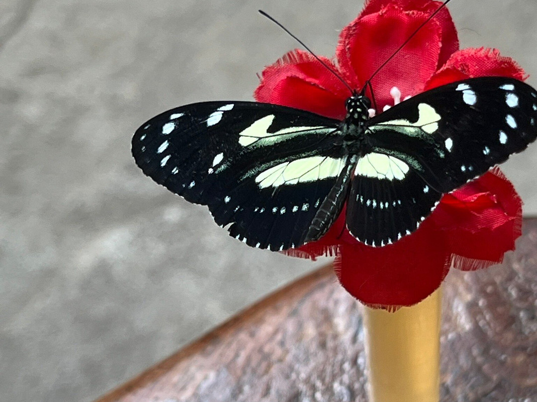 The Butterfly Palace-布兰森必去景点