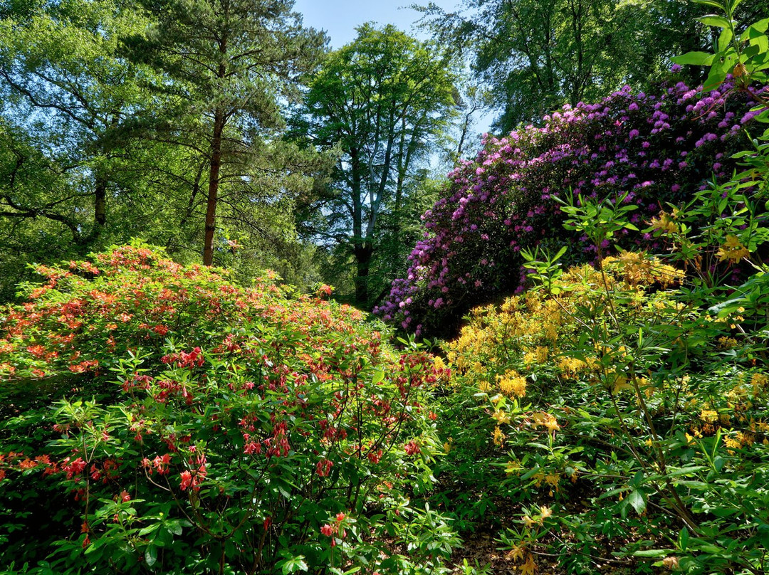 Bowood Woodland Garden-Calne必去景点
