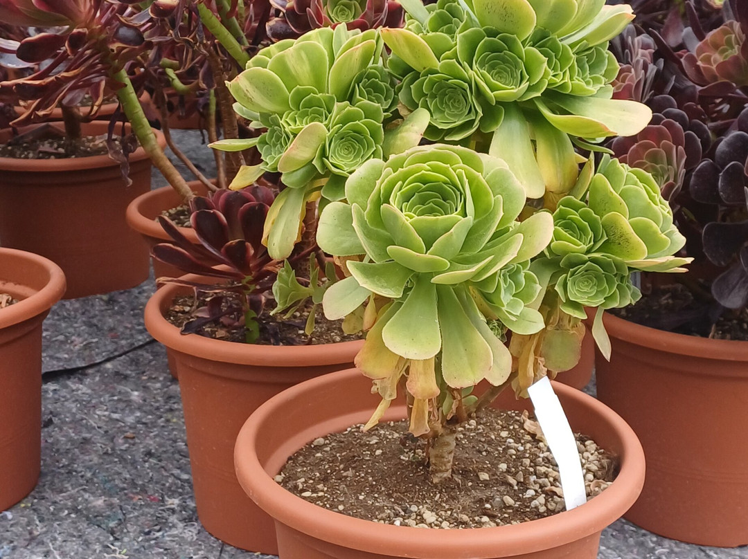 Cactusmania Di Manera Bruno-文蒂米利亚必去景点