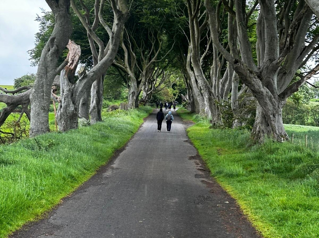 The Dark Hedges-巴利马尼必去景点