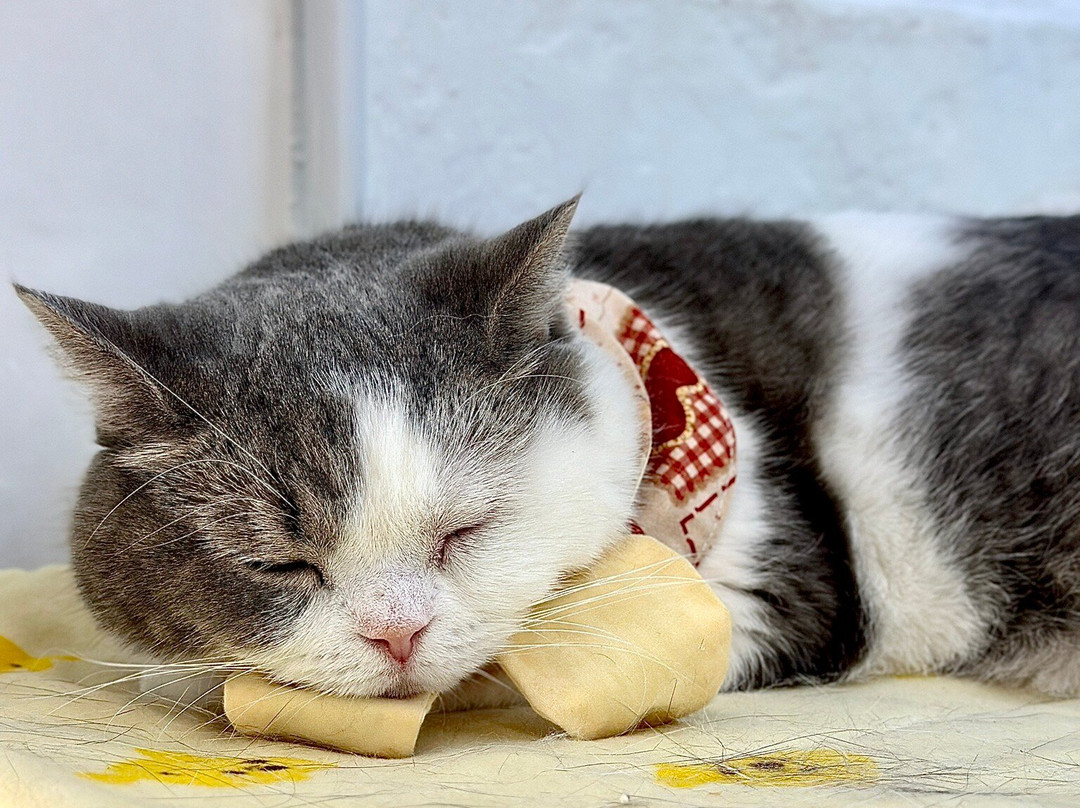 猫之茶房-香港必去景点