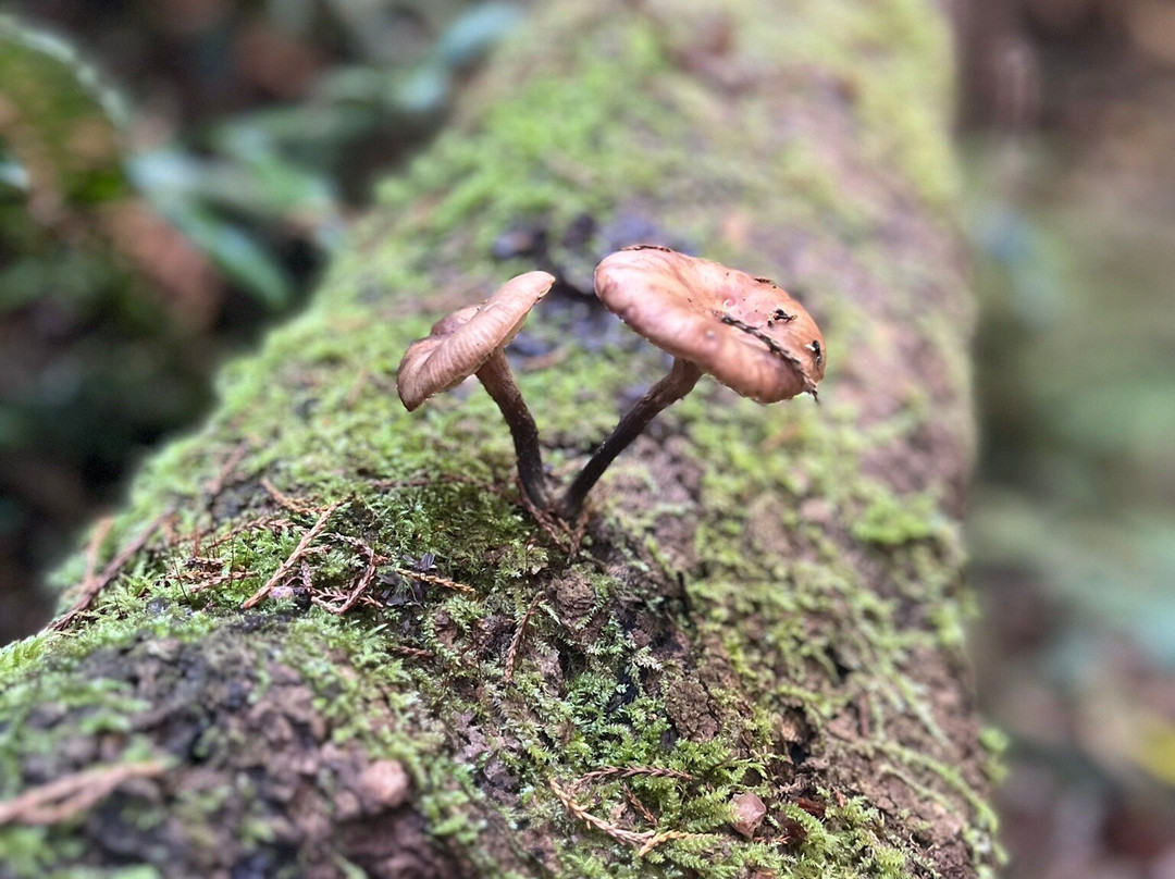 Peel Forest Park Scenic Reserve-杰拉尔丁必去景点