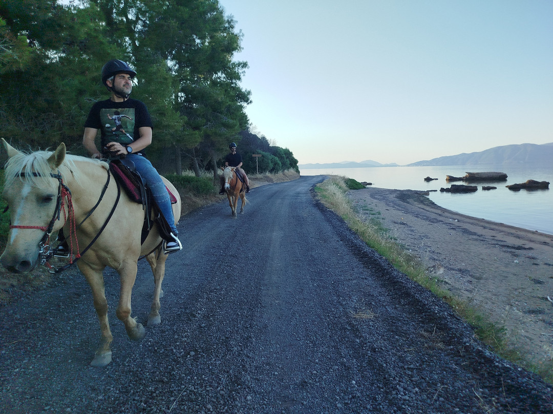 Darko World | Horse Riding Greece - Sea & Farm Experience