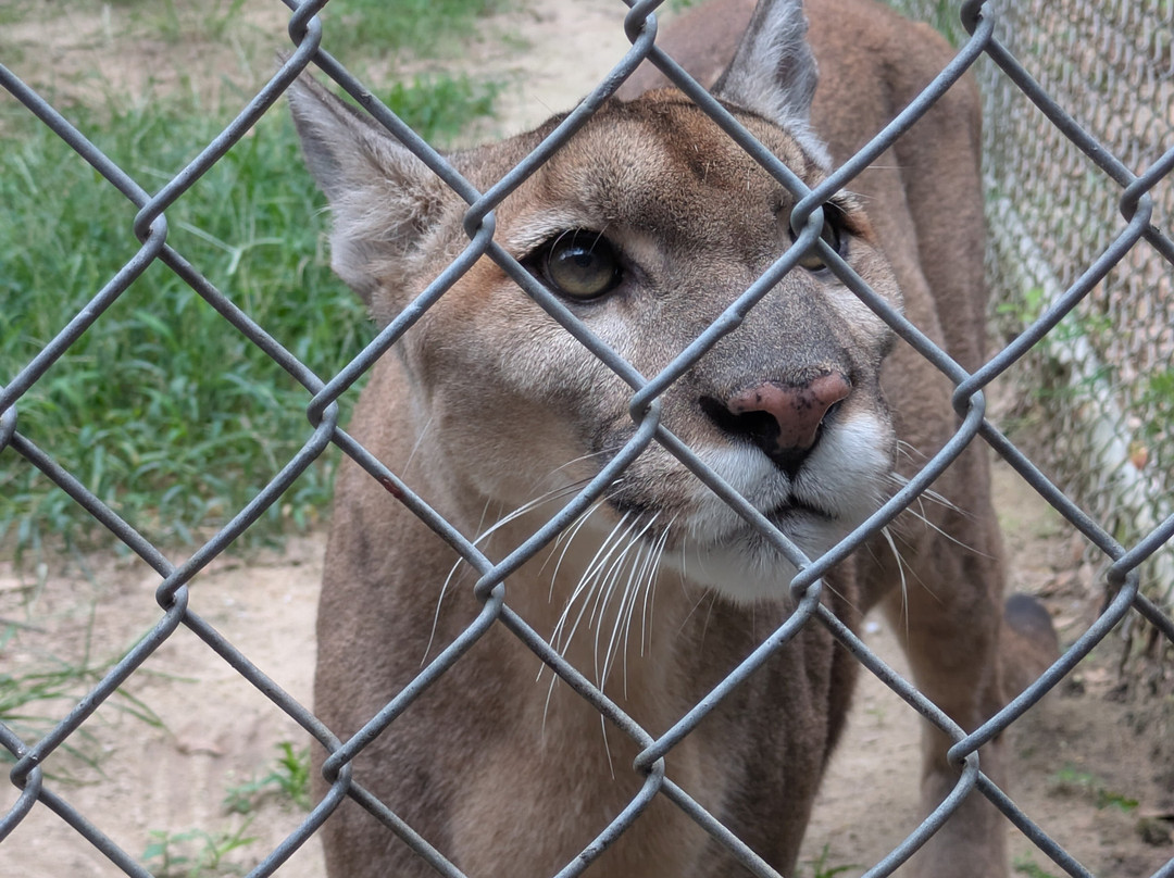 Bear Creek Feline Center-巴拿马城必去景点