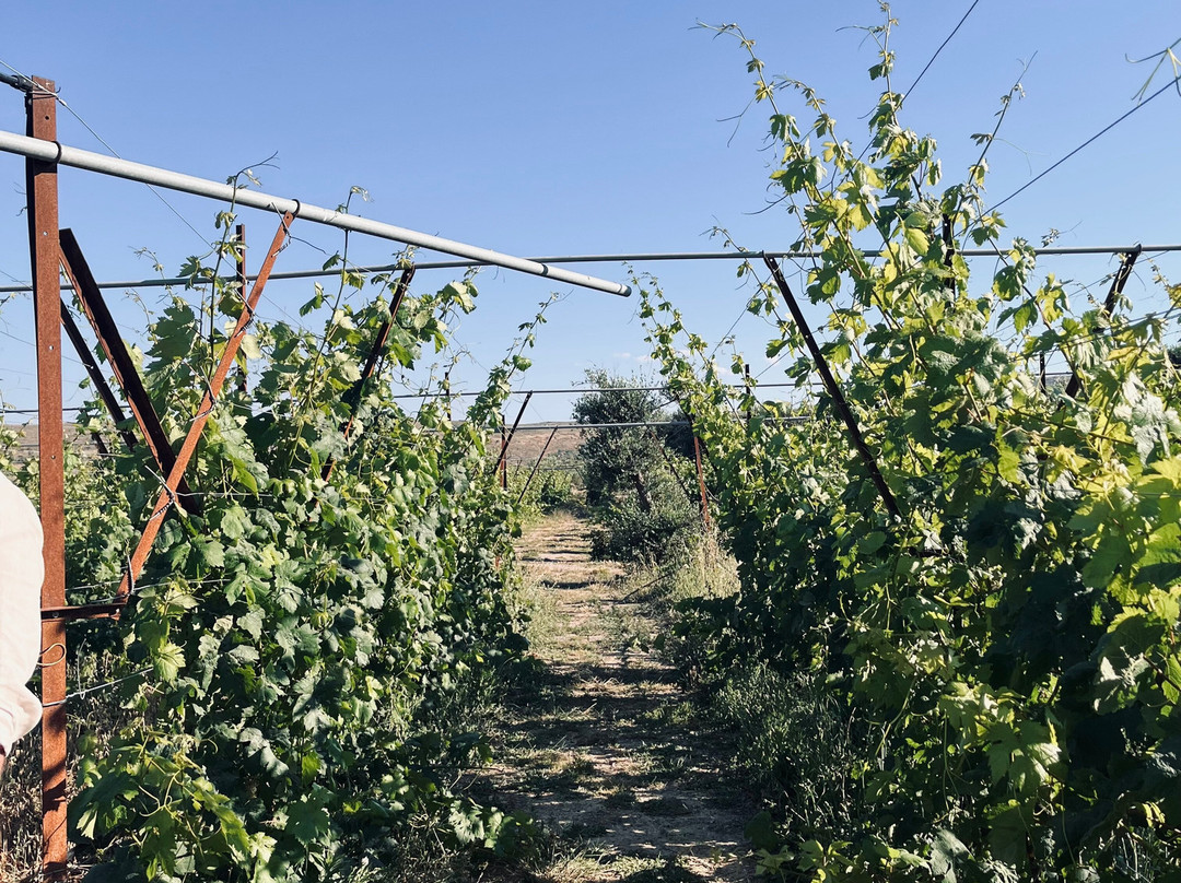 Lyrarakis Winery-伊拉克利翁必去景点