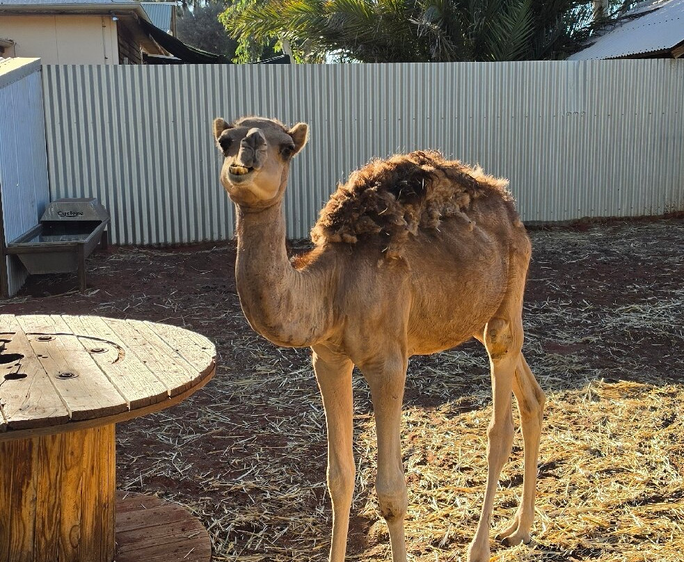 Uluru Camel Tours-尤拉拉必去景点