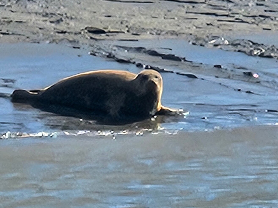 Discovery Seal Trips-Rochford必去景点