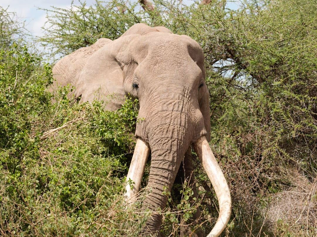 Tsavo Travel & Safaris-内罗毕必去景点