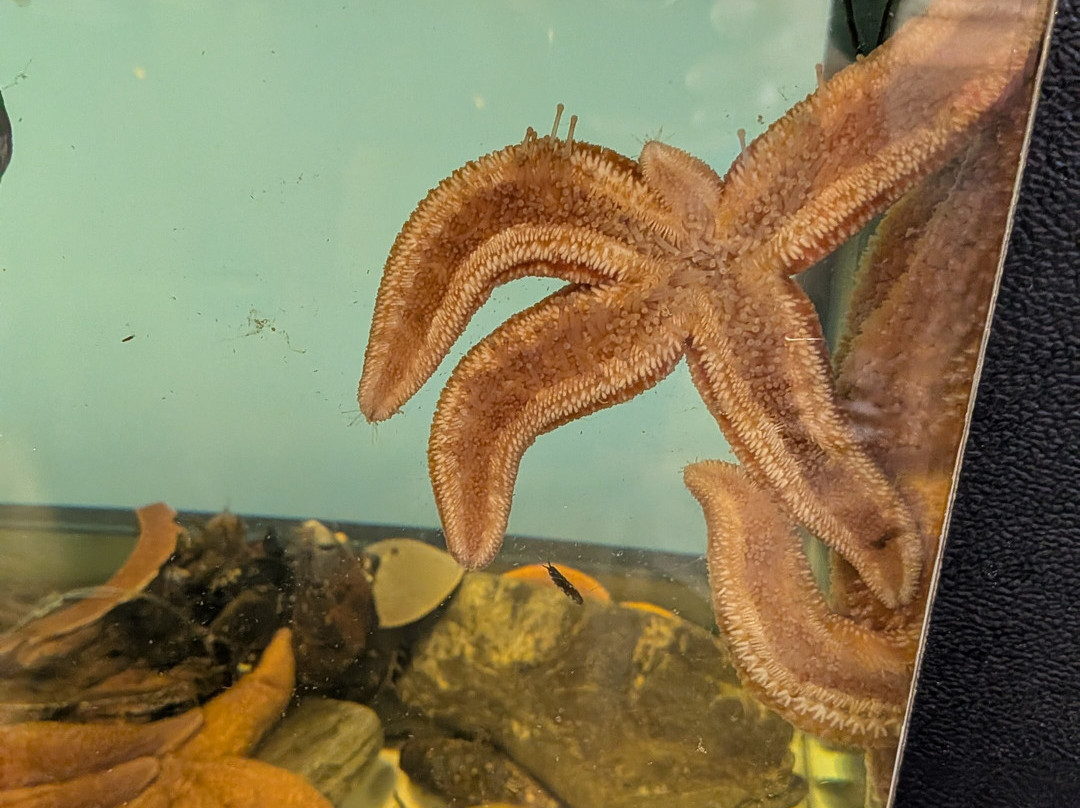 Explore the Ocean World Oceanarium-汉普顿必去景点