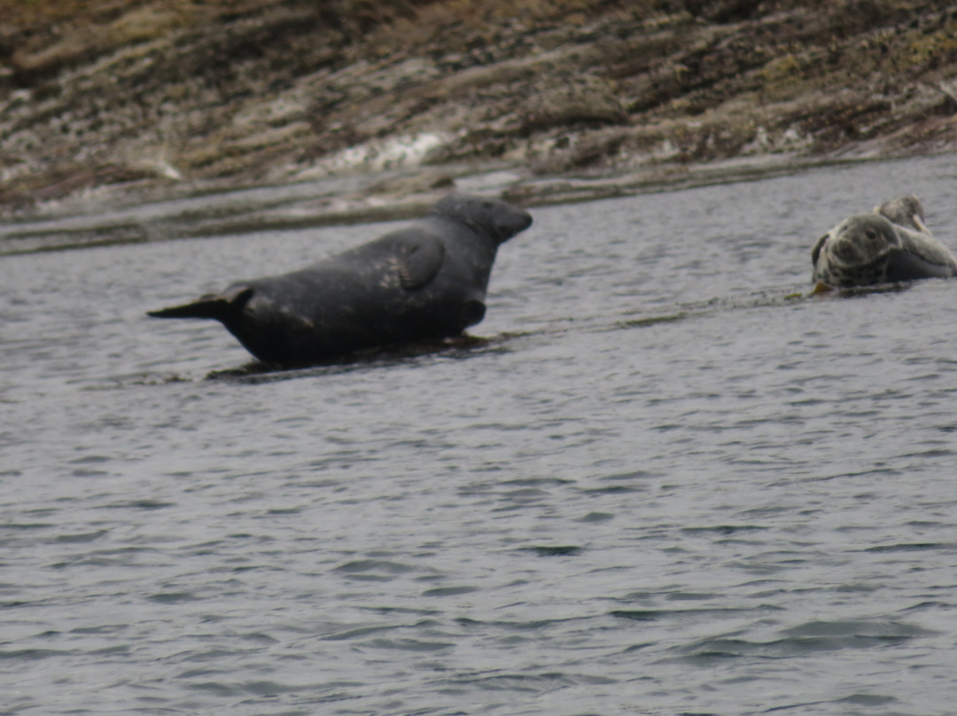 Seabirds and Seals - The Original Noss Boat Tours-Lerwick必去景点