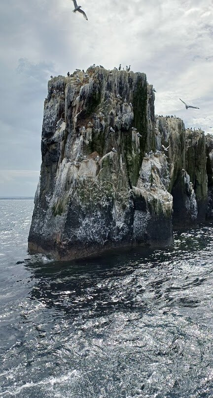 Billy Shiel's Boat Trips-Seahouses必去景点