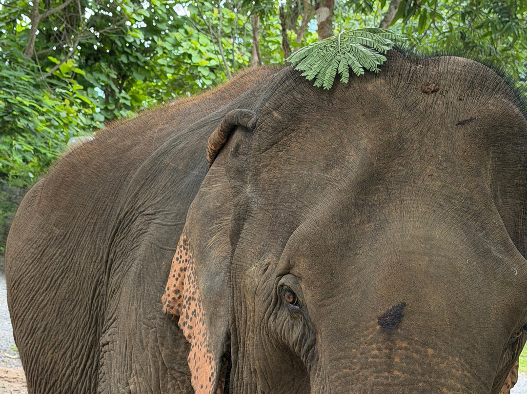 Manifa Elephant Camp-Sang Ha必去景点