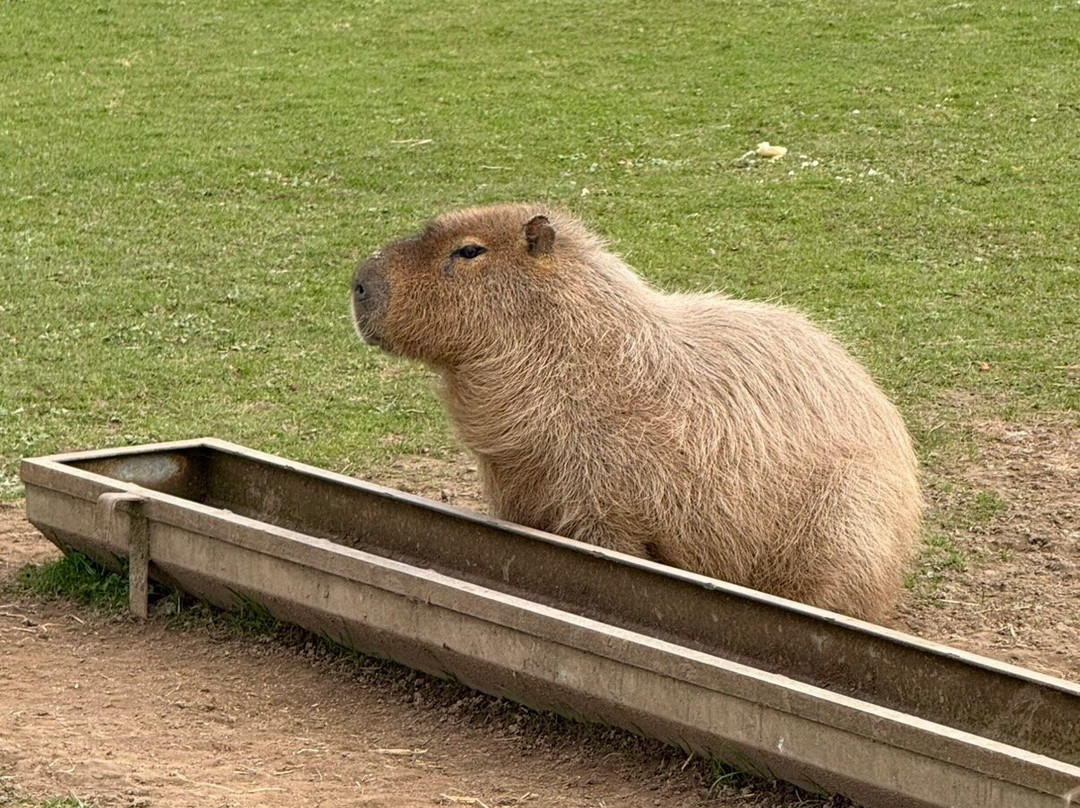 Ardmore Open Farm & Mini Zoo-Ardmore必去景点
