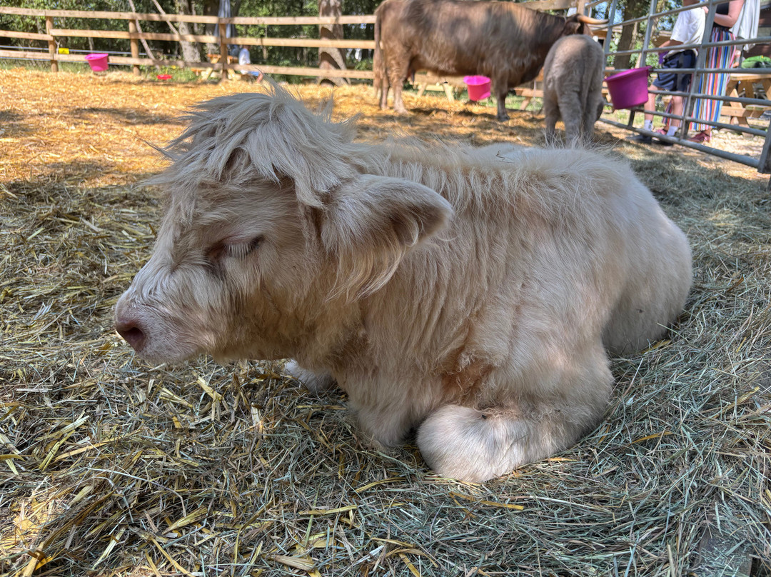 Rhosyn Farm Highland Cattle Experiences-Barton under Needwood必去景点