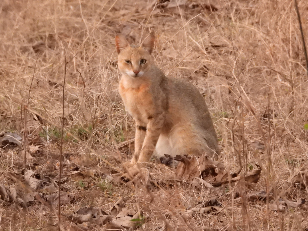 Wildlife Expeditions India-Khatia必去景点