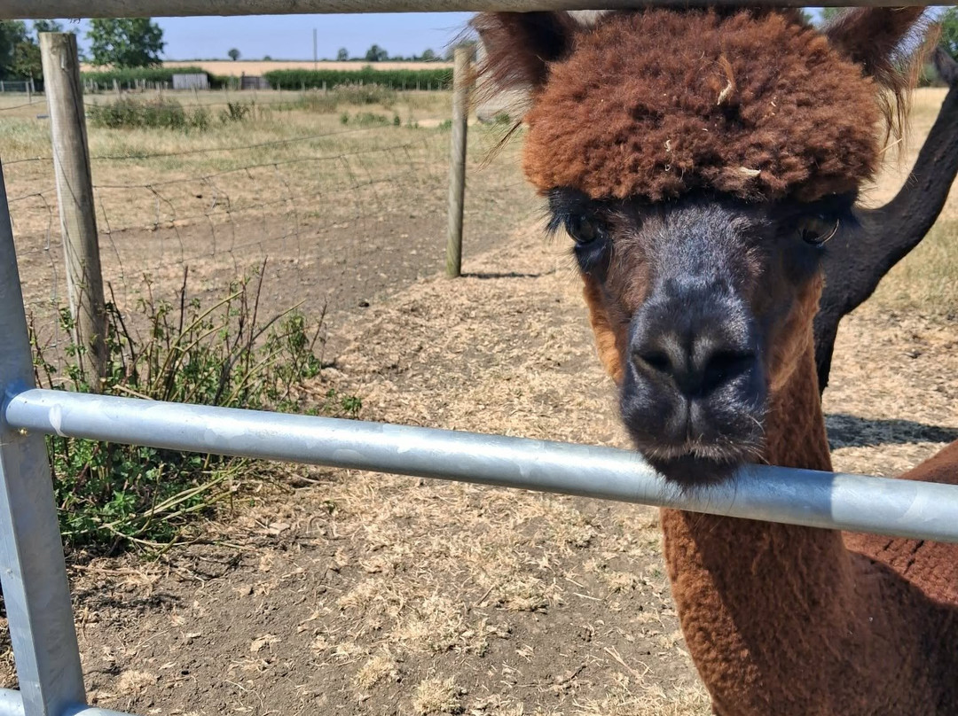 The Alpaca Centre at JandJ Alpacas-特伦特河畔纽瓦克必去景点