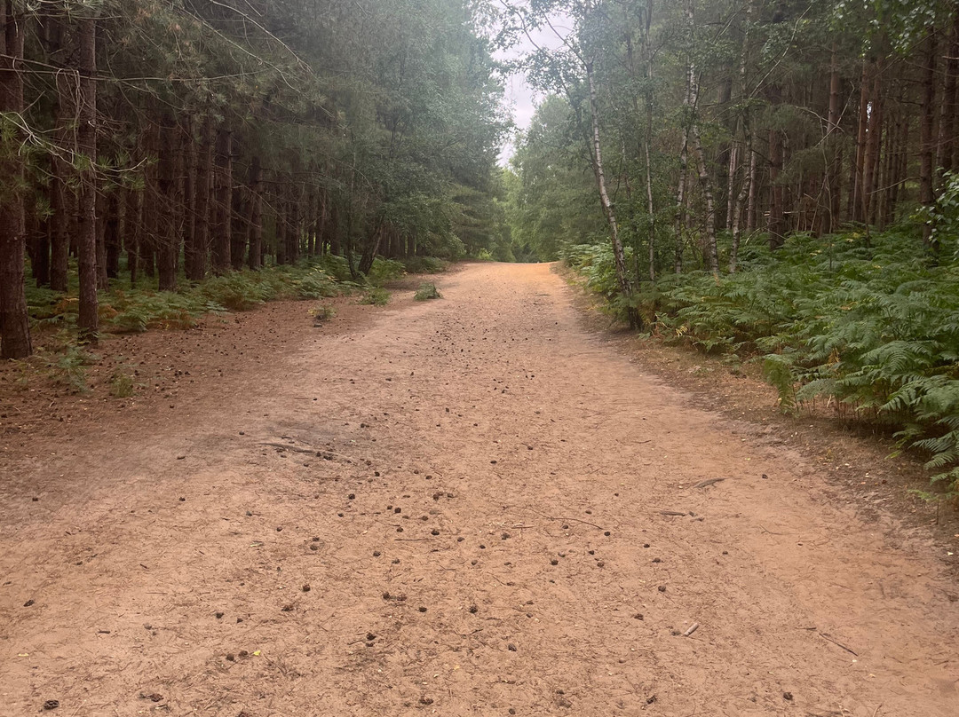 Rendlesham Forest Centre-Woodbridge必去景点