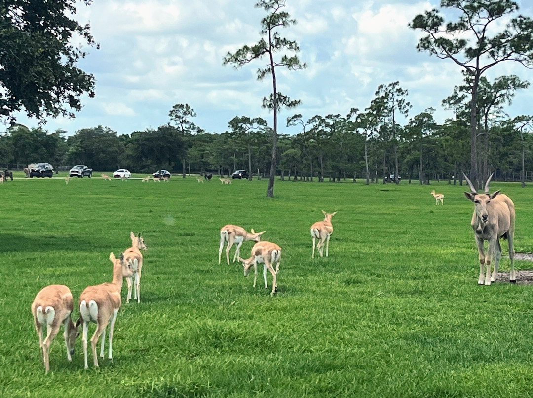 Lion Country Safari-Loxahatchee必去景点