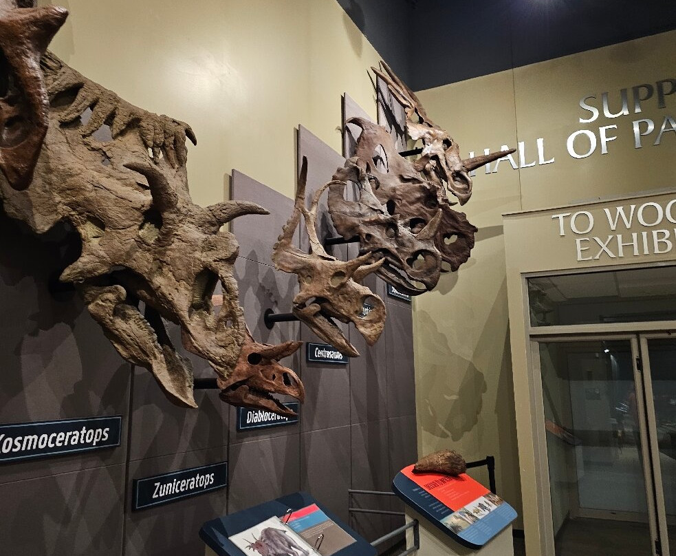 Burpee Museum of Natural History-罗克福德必去景点
