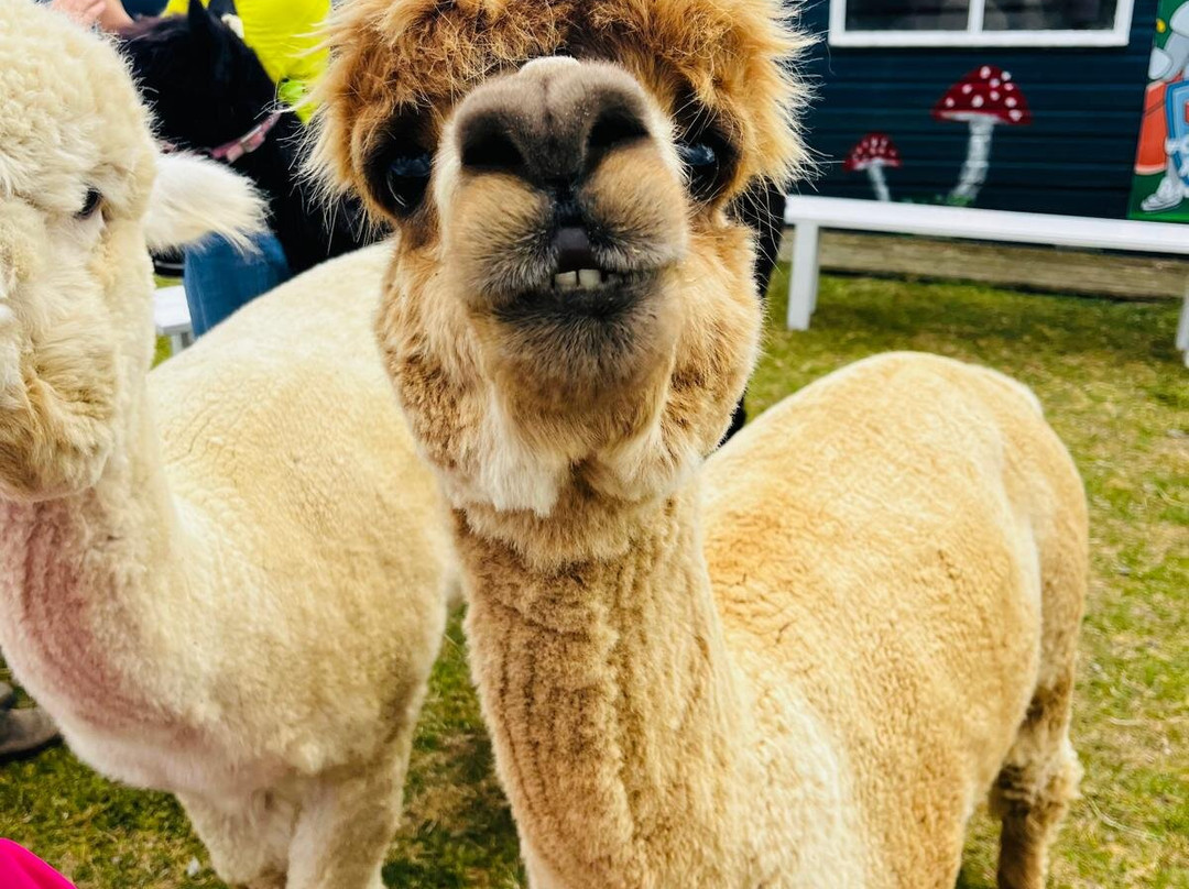 Cranfield Alpacas (alpaca Experiences In The Mournes).-Kilkeel必去景点