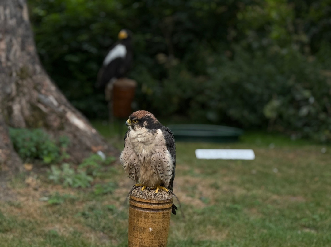 National Centre For Birds Of Prey-赫尔姆斯利必去景点