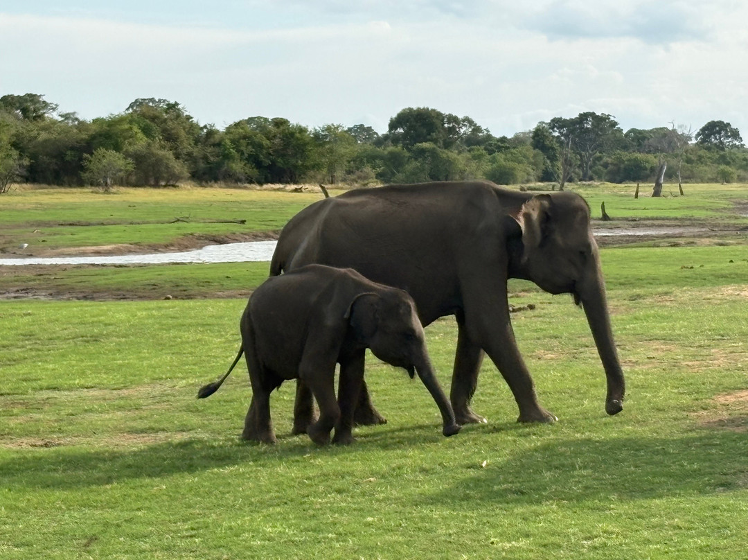 Udawalawe Safari Jeep With Guides-乌达瓦拉维国家公园必去景点