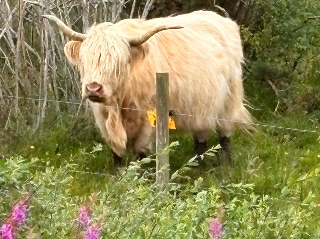 Culloden Battlefield-卡洛登沼泽必去景点