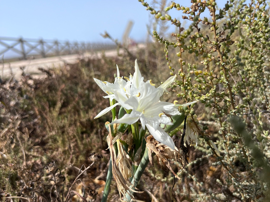 Sagres Fortress-萨格里什必去景点