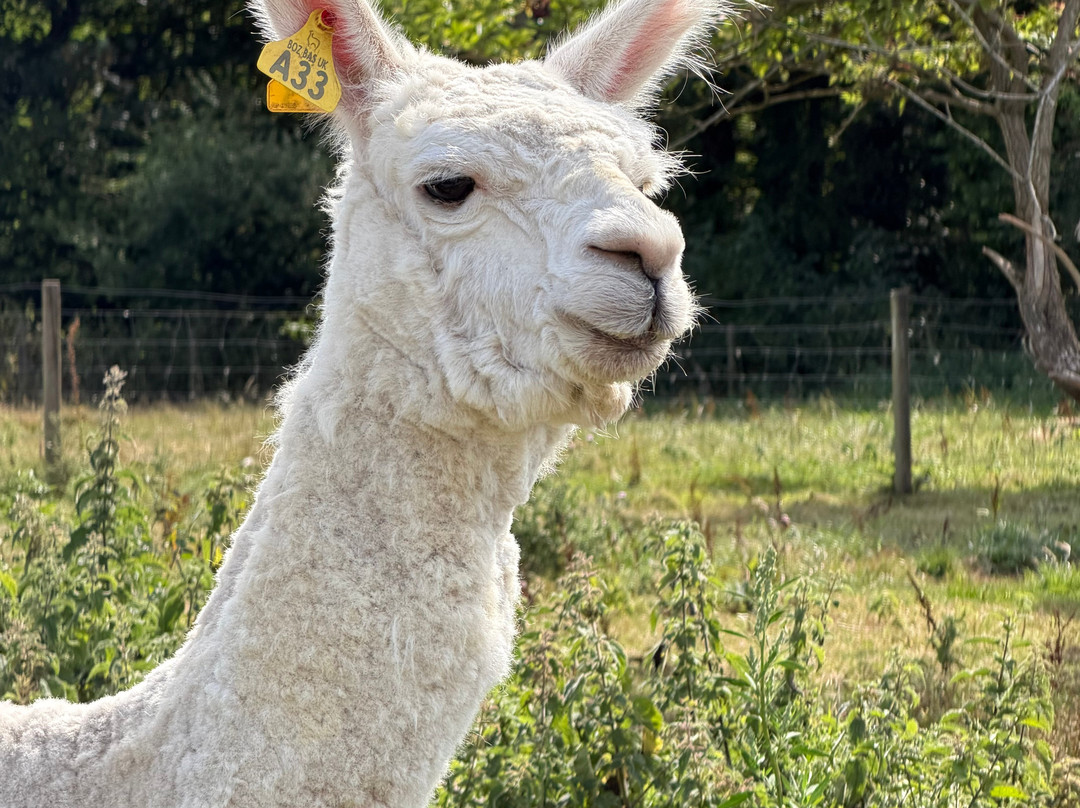 Dwyfor Ranch Rabbit Farm and Animal Park-Llanystumdwy必去景点
