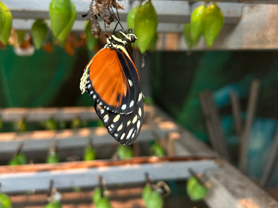 Cambridge Butterfly Conservatory-坎布里奇必去景点
