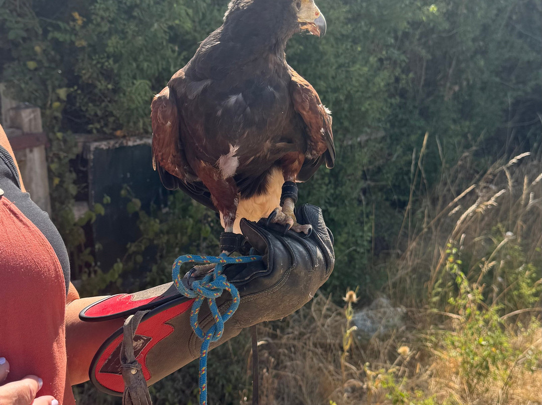 Lavenham Falconry-Monks Eleigh必去景点