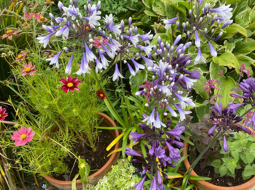 Geilston Garden-Dumbarton必去景点