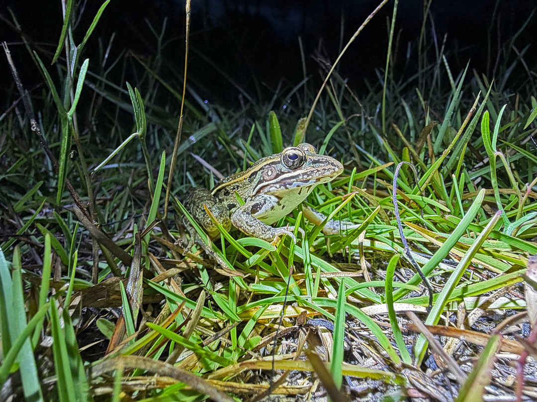 Tour The Glades - Private Wildlife Tours-大沼泽地必去景点