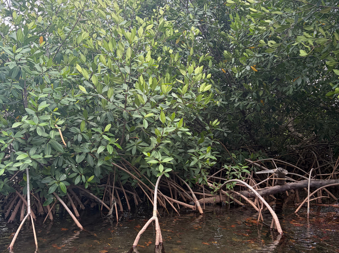 Curaçao Rif Mangrove Park-威廉斯塔德必去景点
