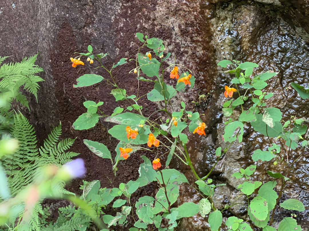 Blackwater Falls State Park-戴维斯必去景点