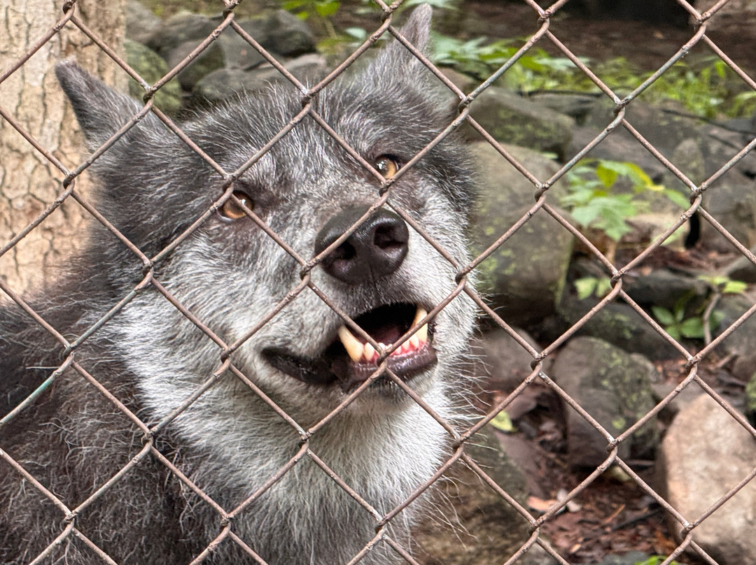 Lakota Wolf Preserve-Columbia必去景点