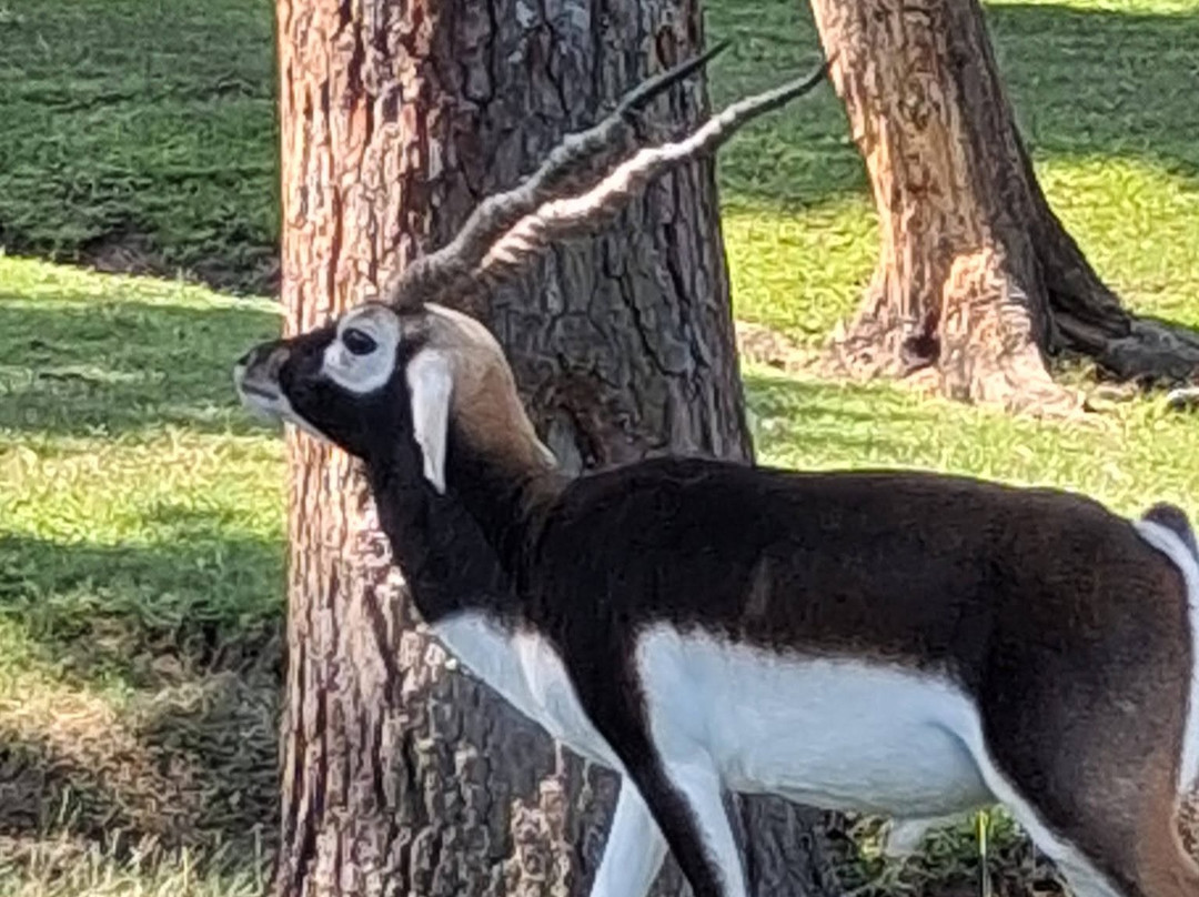 Aloha Safari Zoo-Cameron必去景点