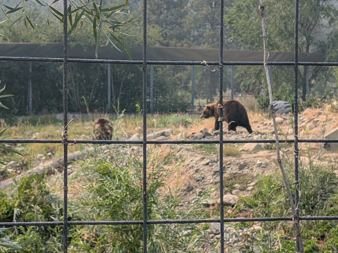 BC Wildlife Park-坎卢普斯必去景点