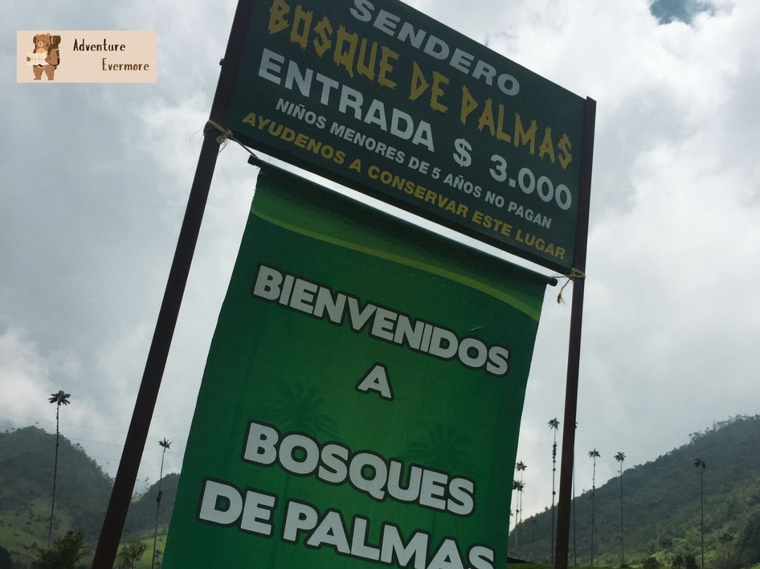 Valle De Cocora-萨伦托必去景点