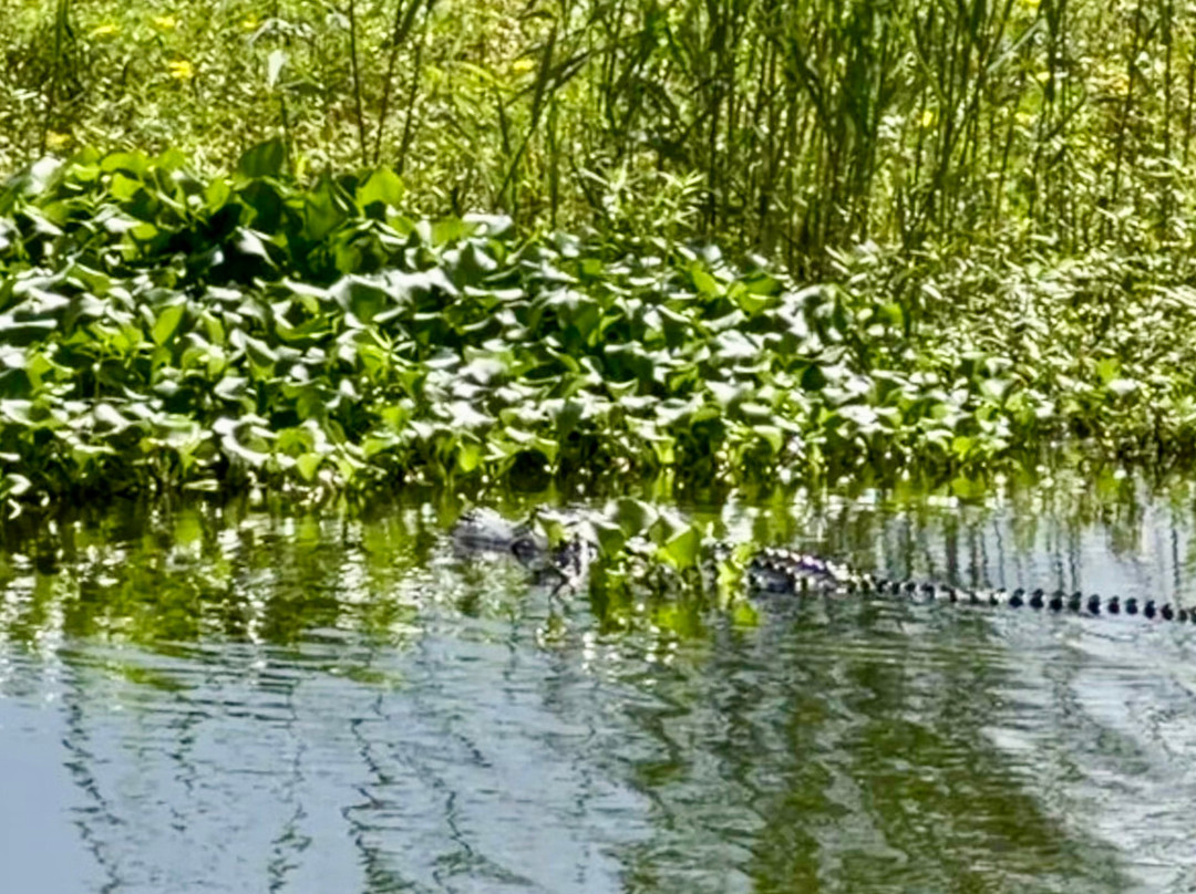 Savannah National Wildlife Refuge-Hardeeville必去景点