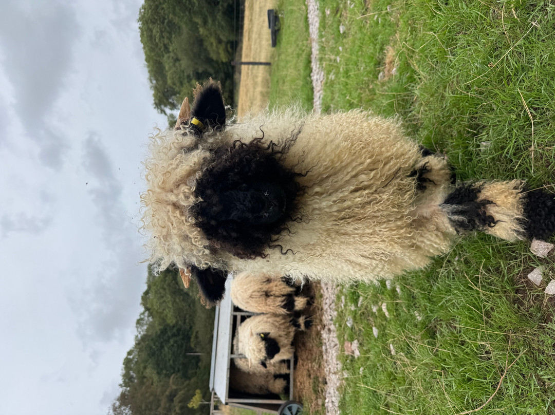 Cute Farm Experience-切普斯托必去景点