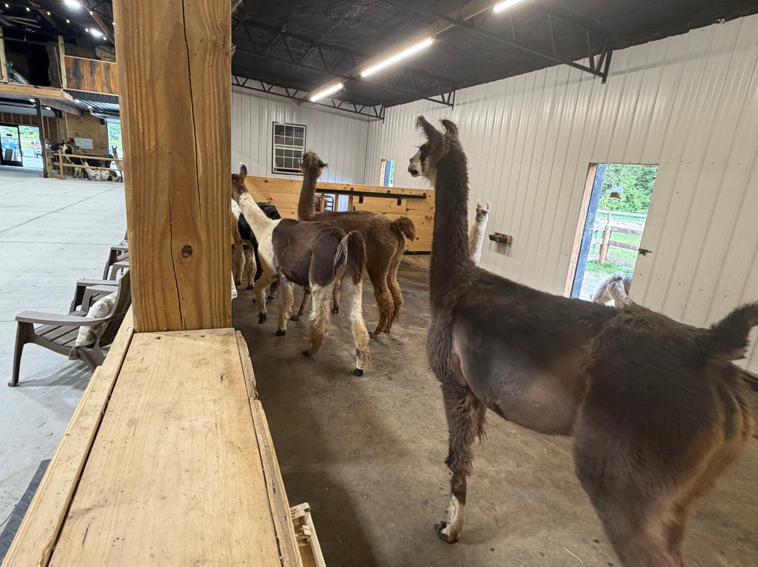 Ellaberry Llama Farm-亨德森维尔必去景点