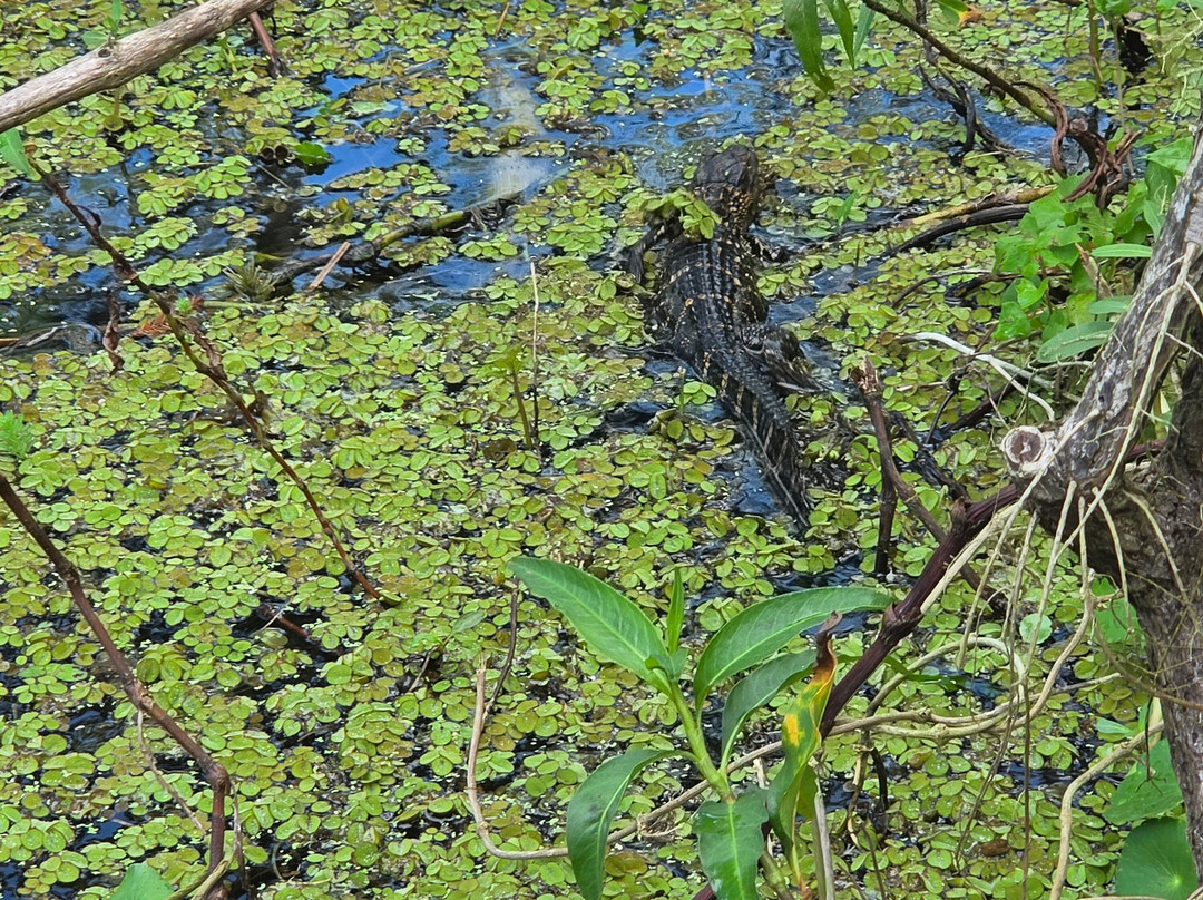 Tom and Jerry's Airboat Tours-Lake Panasoffkee必去景点