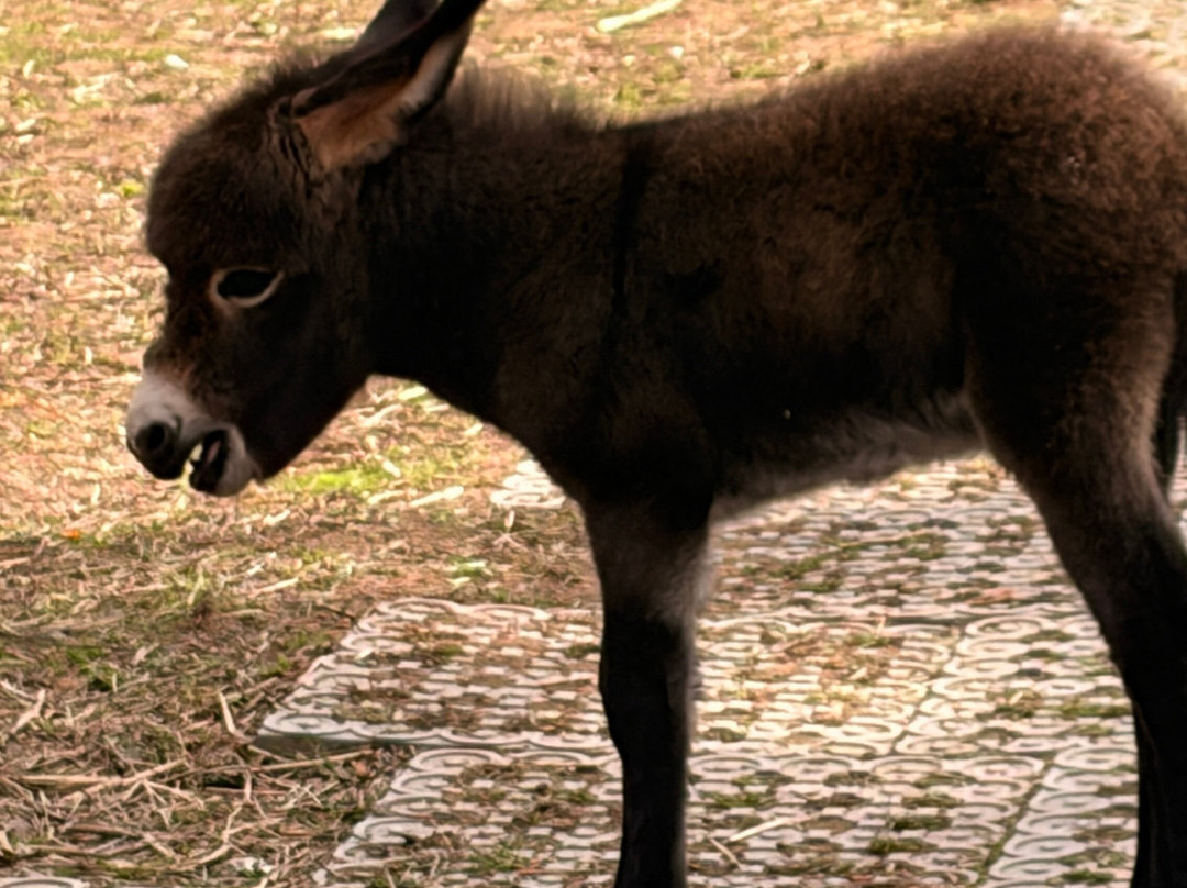 Lucky Tails Alpaca Farm-Atherstone必去景点