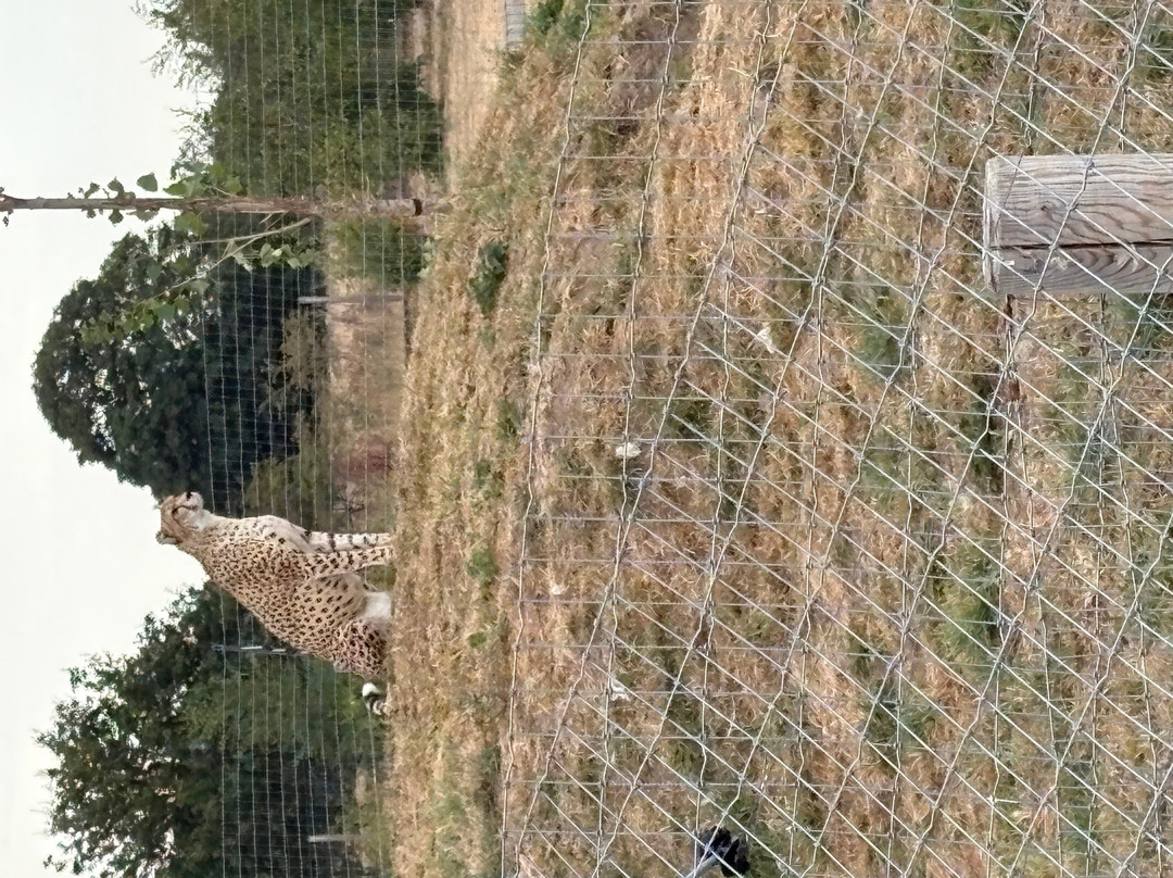 Yorkshire Wildlife Park-Auckley必去景点