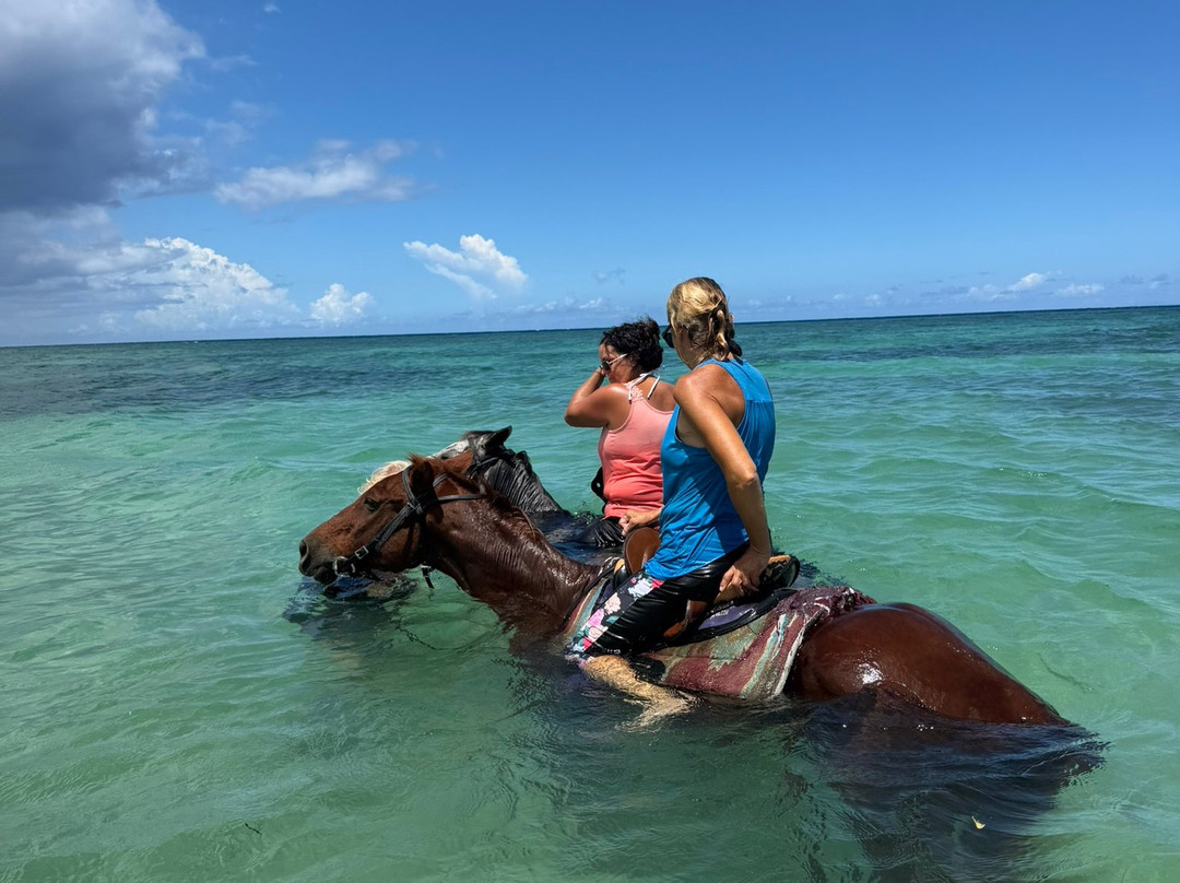Equus Rides Horseback Riding St. Croix-Frederiksted必去景点