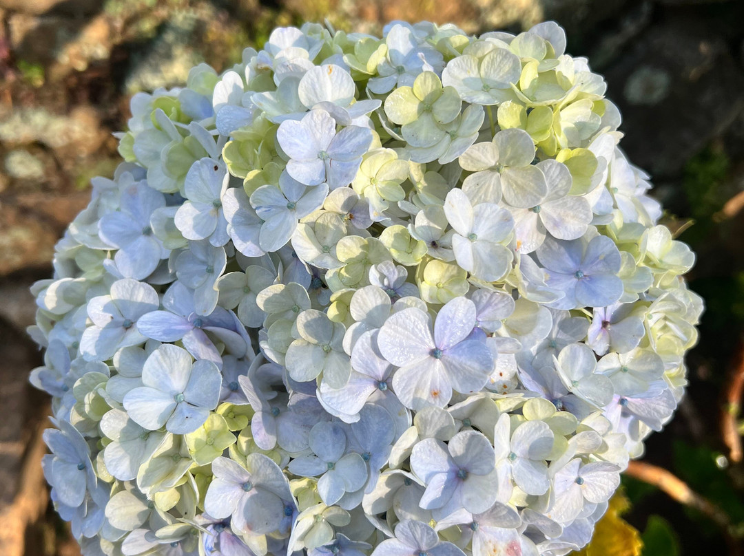 苏格兰种植园主别墅 · 黛玛系列主图