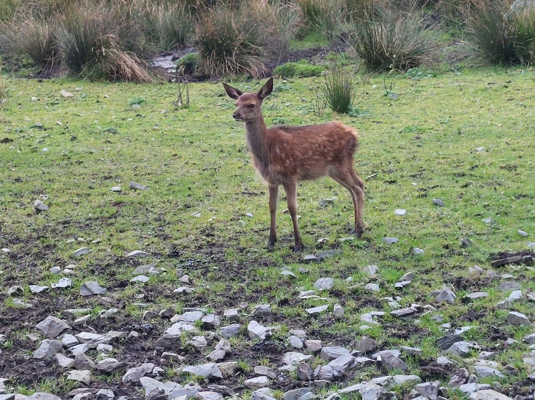 The Galloway Forest Park Red Deer Range-Castle Douglas必去景点